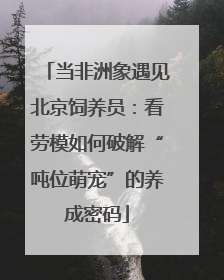 当非洲象遇见北京饲养员：看劳模如何破解“吨位萌宠”的养成密码
